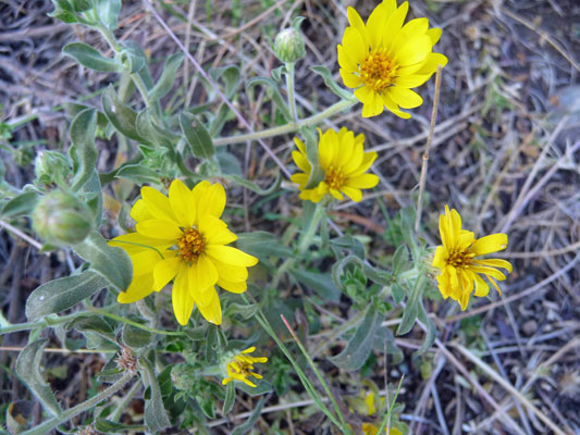 Golden Asters (Heterotheca villosa),