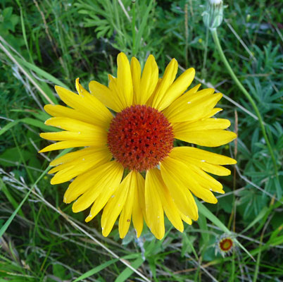 Blanket Flower (Gaillardia aristata)