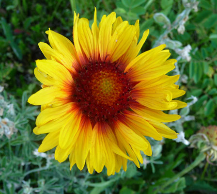 Blanket Flower (Gaillardia aristata)