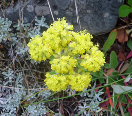 Yellow Buckwheat (Eriogonum flavum)