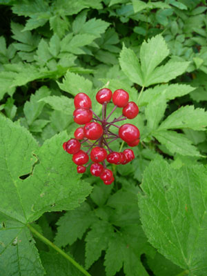 Baneberry (Acetea rubra)