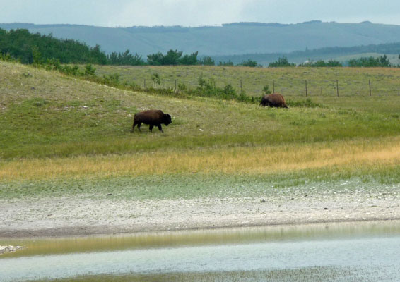 Bison in Bison Paddock Waterton Lakes