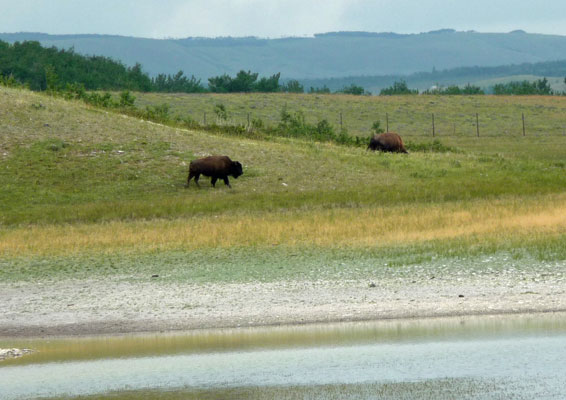Bison in Bison Paddock Waterton Lakes
