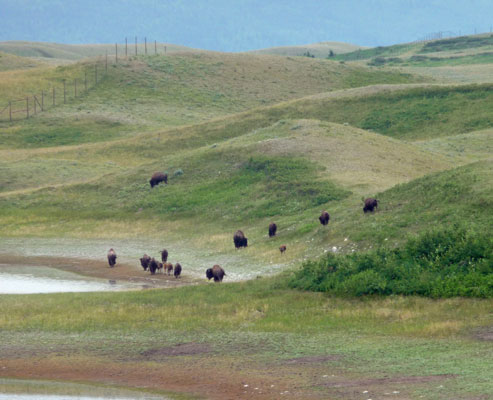 Bison in Bison Paddock Waterton Lakes