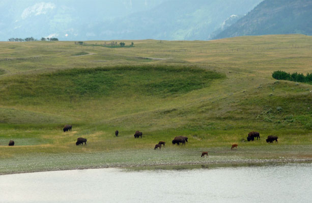 Bison in Bison Paddock Waterton Lakes