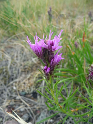 Narrow-leaved Blazing Star (Liatris-punctata)