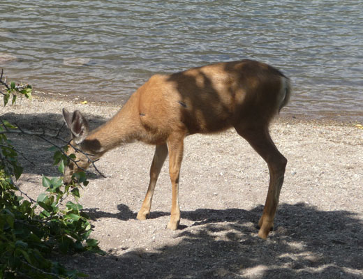 Deer Waterton Lakes