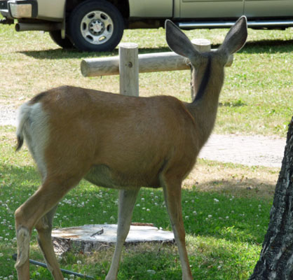 Deer Waterton Lakes