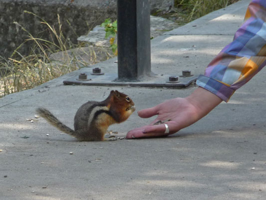 Lady feeding chipmunk Waterton Lakes