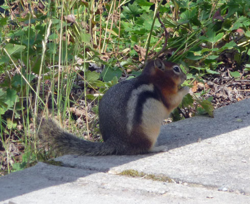 Chipmunk Waterton Lakes