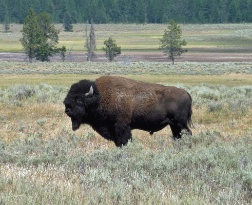 Bison Hayden Valley Yellowstone