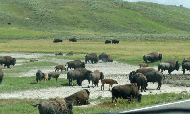 Bison Hayden Valley Yellowstone