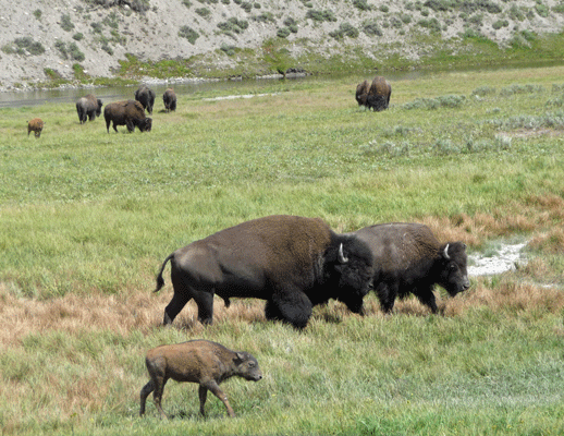 Bison Hayden Valley Yellowstone