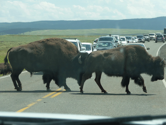 Bison crossing road Hayden Valley Yellowstone