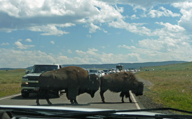 Bison crossing road Hayden Valley Yellowstone