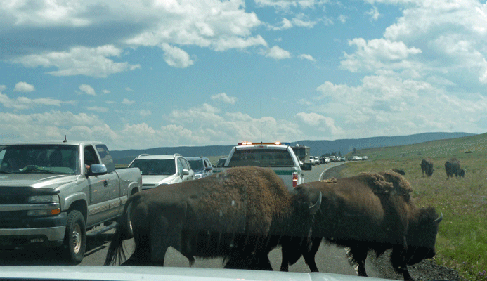 Ranger driving along beeping with Bison