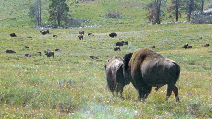 Bull Bison checking female
