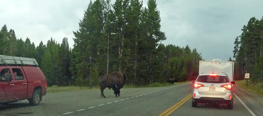 Bison at dusk Yellowstone Lake