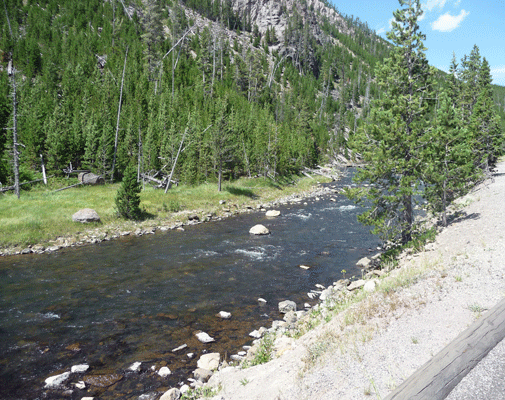 Gibbon River Yellowstone