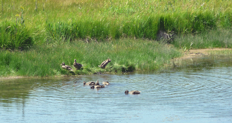 Ducks Yellowstone