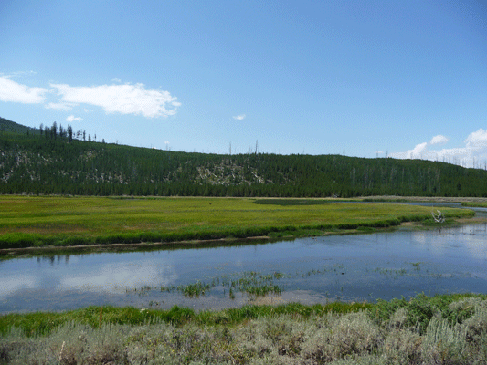 Meadow in Yellowstone