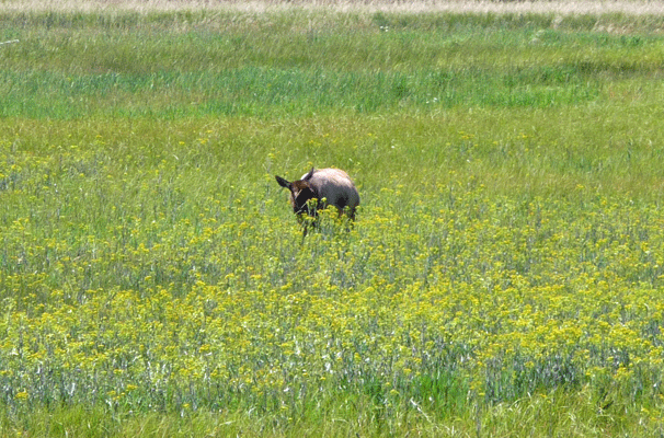 Elk in meadow Yellowstone