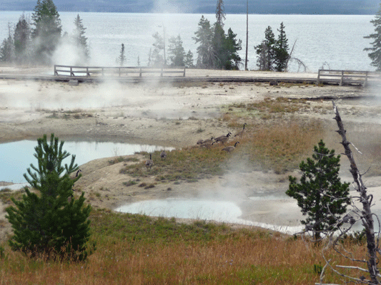 West Thumb Geyser Basin Yellowstone