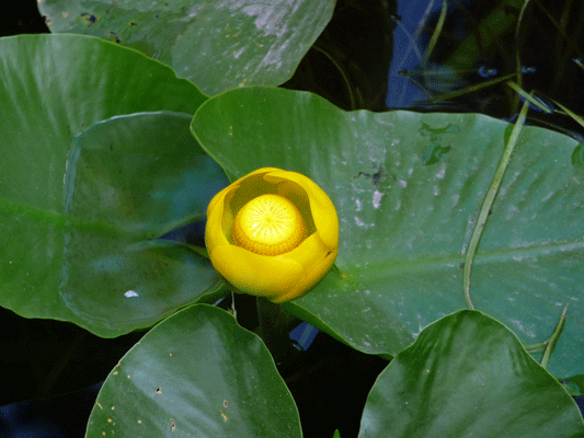 yellow water lilies (Nuphar luteum) in Isa Lake Yellowstone