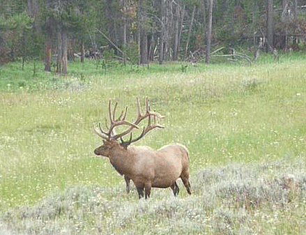 Elk Yellowstone