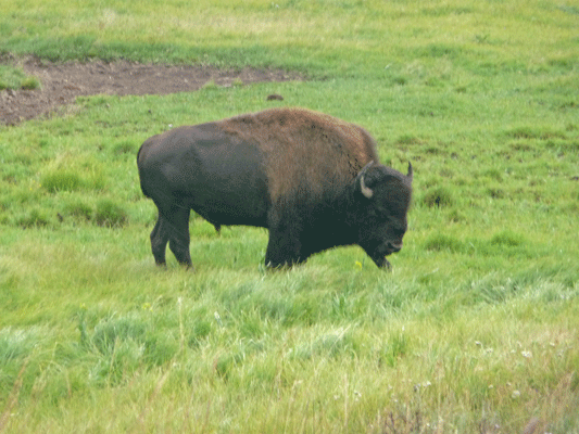 Bison Yellowstone