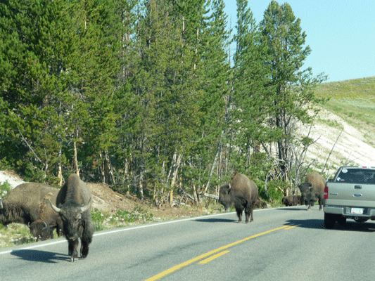 Bison on the road Yellowstone