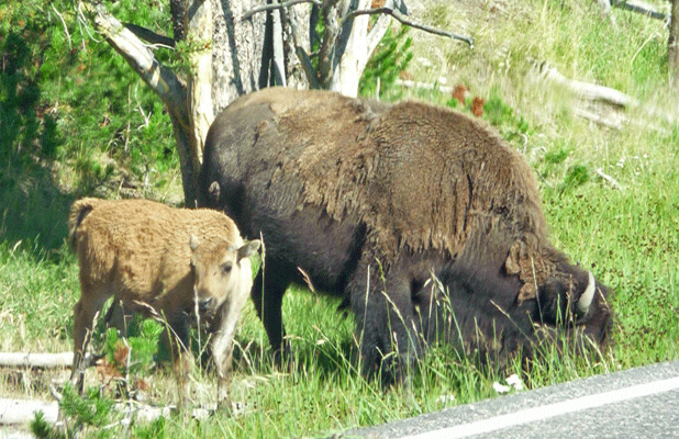 Bison Family Yellowstone