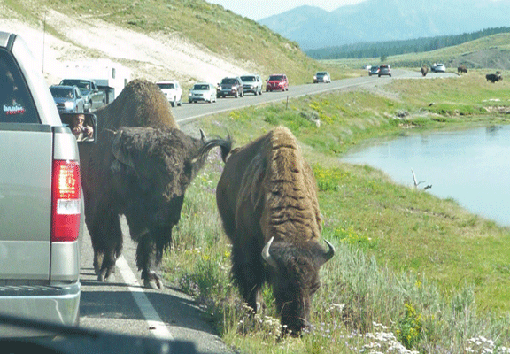 Bison on the road Yellowstone