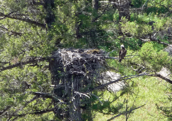 Osprey and nest Lamar Valley Yellowstone