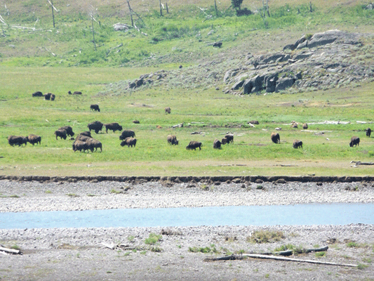 Bison in Lamar Valley Yellowstone