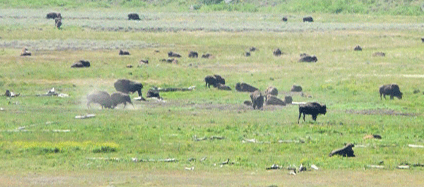 Bison butting heads in the Lamar Valley Yellowstone