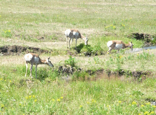 Pronghorn Antelope Lamar Valley Yellowstone