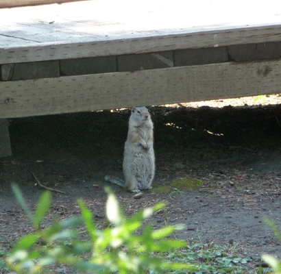 Soda Springs Ground Squirrel