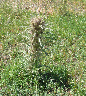 Soda Butte Thistle