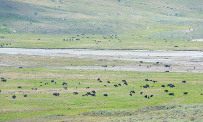 Bison in Lamar Valley Yellowstone