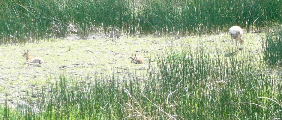 Pronghorn Antelope Lamar Valley Yellowstone