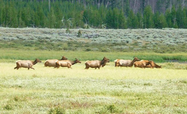 Elk south of Mammoth Hots Springs Yellowstone