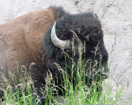 Bison sitting next to road Yellowstone