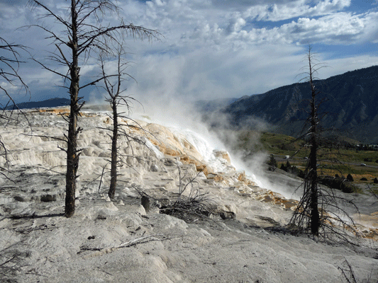 Canary Springs Yellowstone