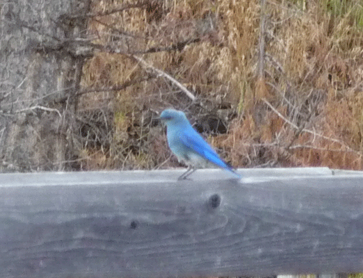 Mountain Blue Bird