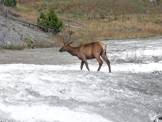 Bull Elk at Mammoth Hot Springs