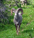 Big Horn Sheep Glacier National park