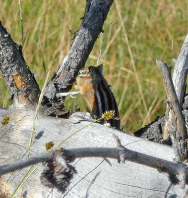 Ground Squirrel Yellowstone