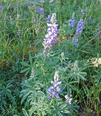 Lupine Yellowstone