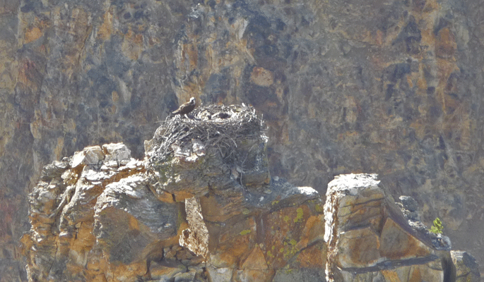 Osprey Nest